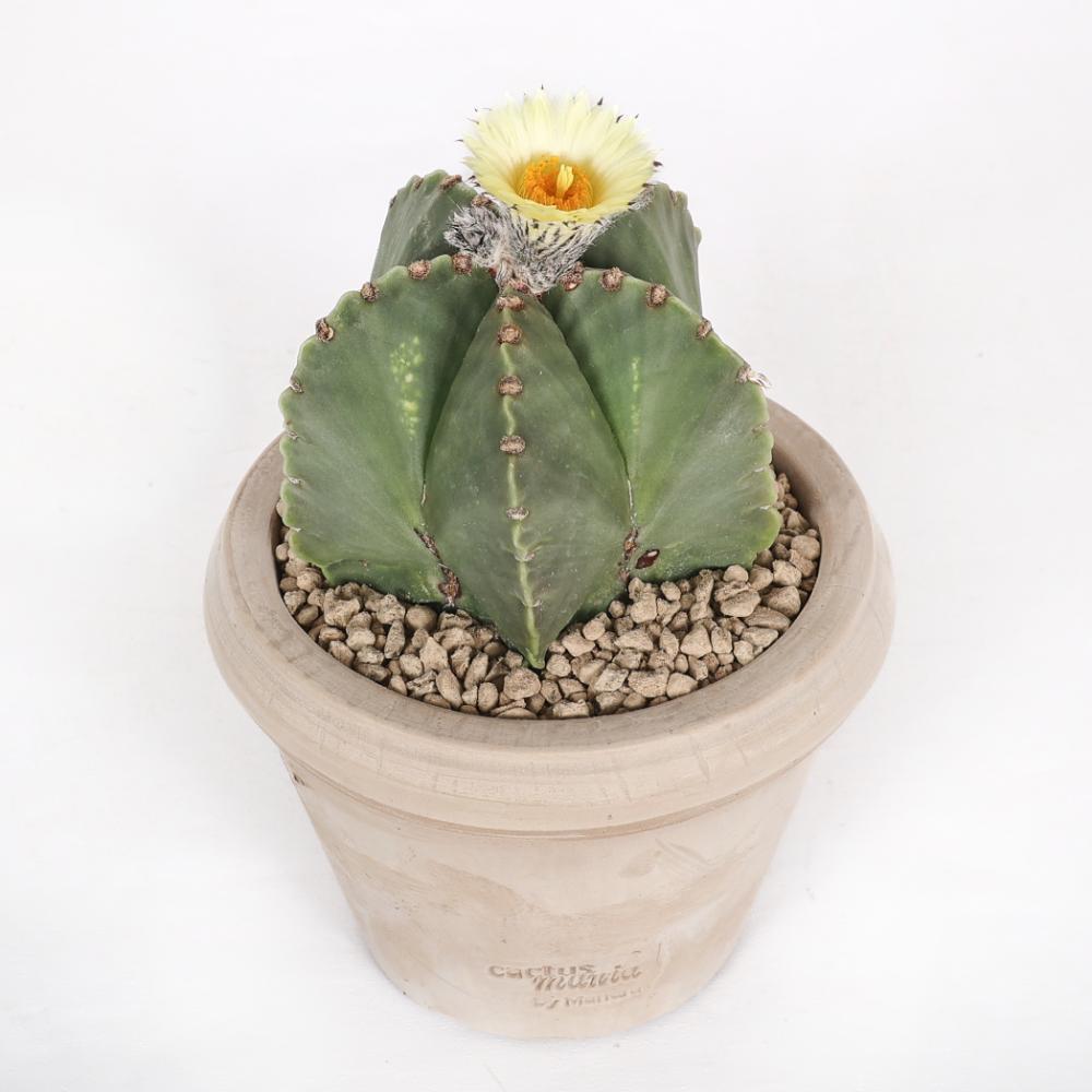 Astrophytum myriostigma nudum Ø 14