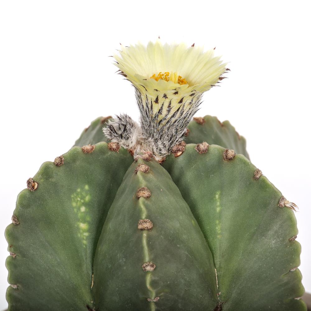 Astrophytum myriostigma nudum Ø 14