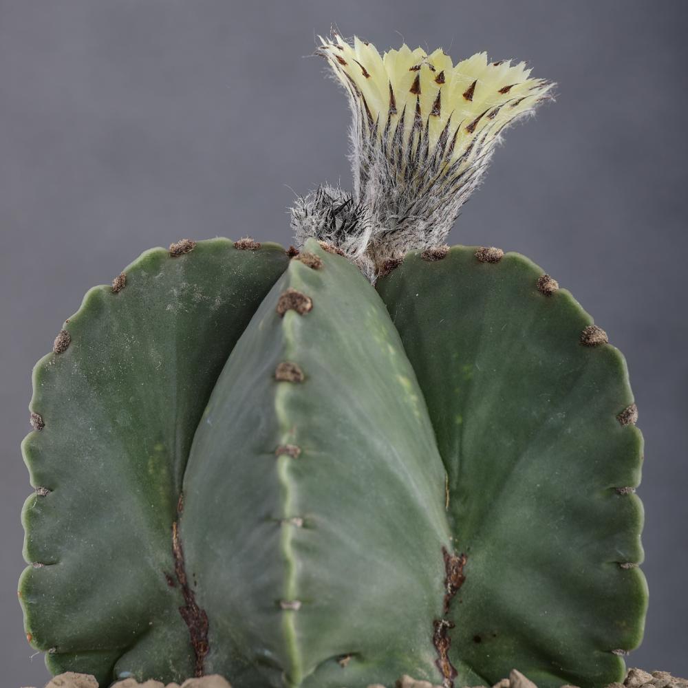 Astrophytum myriostigma nudum Ø 14