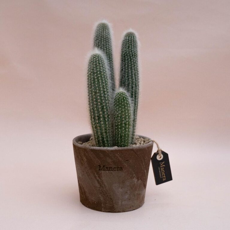 Cleistocactus strausii - Linea Manera