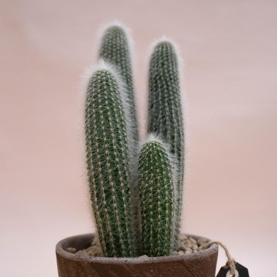 Cleistocactus strausii - Linea Manera