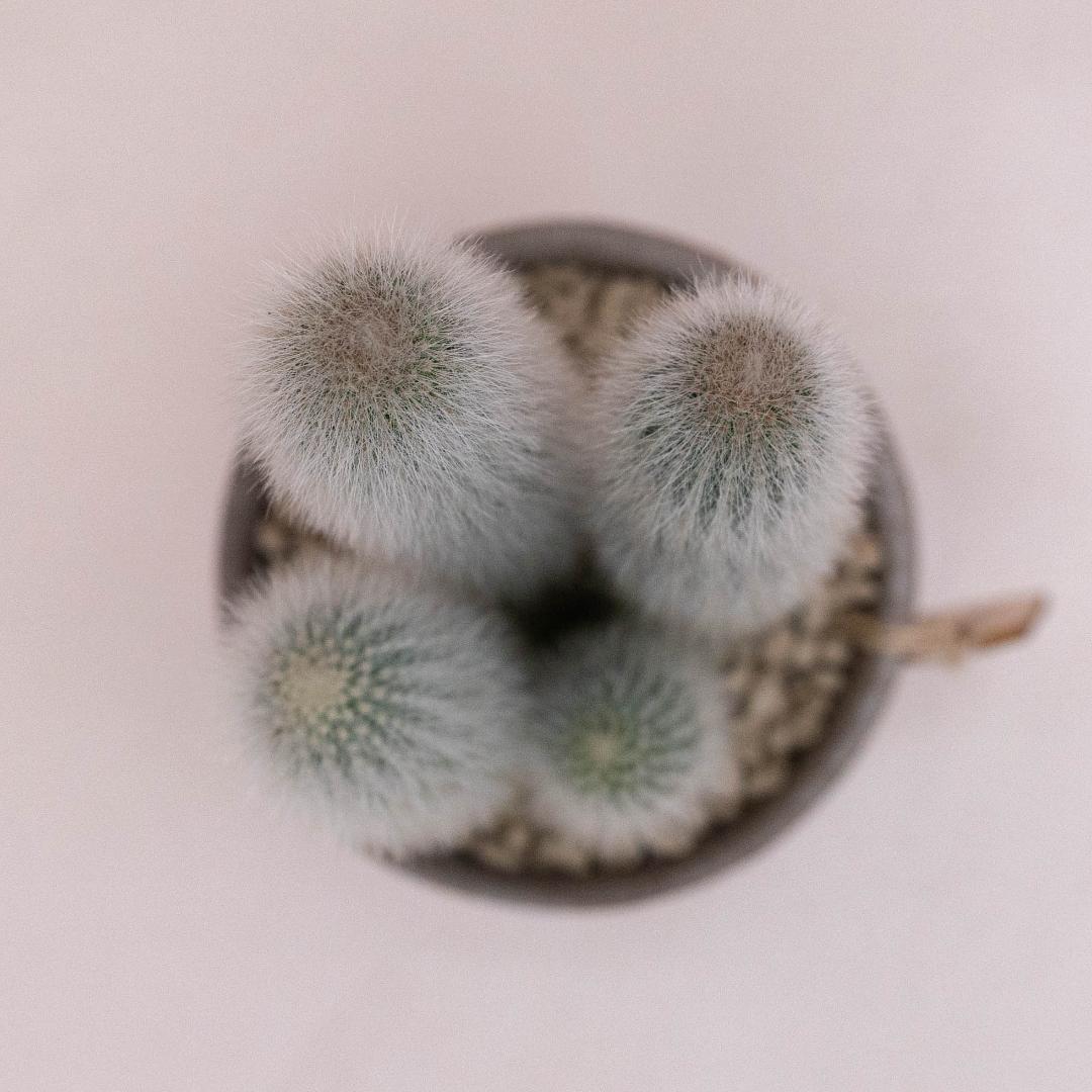 Cleistocactus strausii - Linea Manera