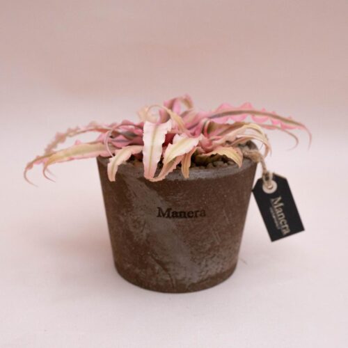 Cryptanthus Pink Star - Linea Manera