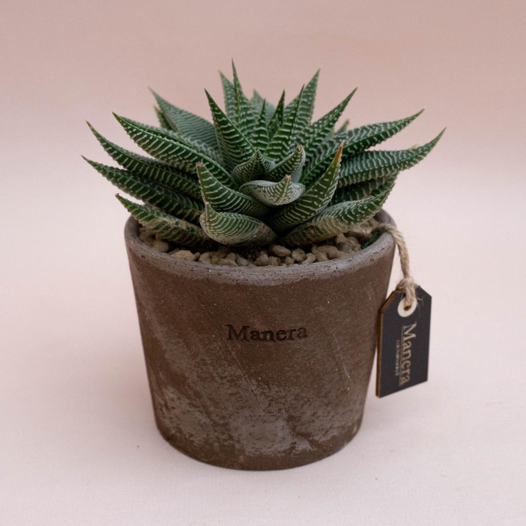 Haworthia limifolia 'Spider white' - Linea Manera