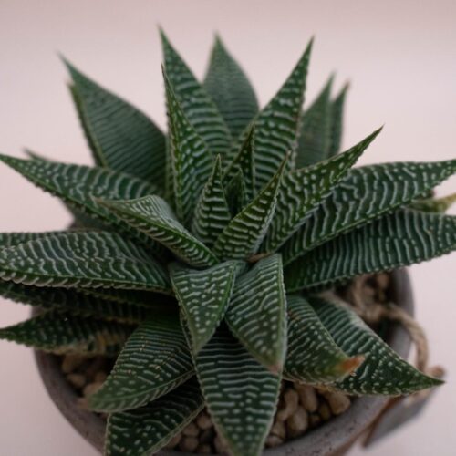 Haworthia limifolia 'Spider white' - Linea Manera