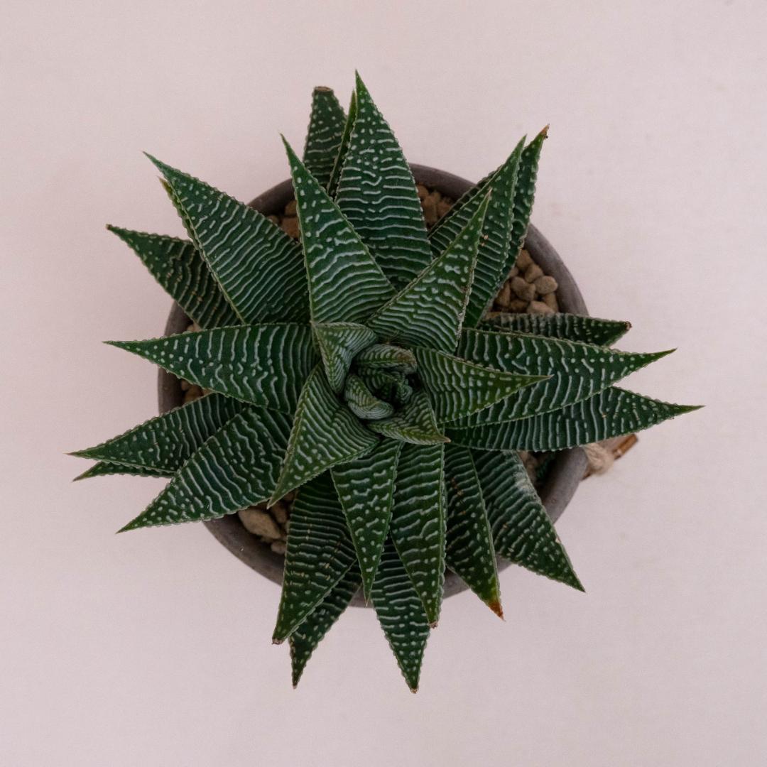 Haworthia limifolia 'Spider white' - Linea Manera