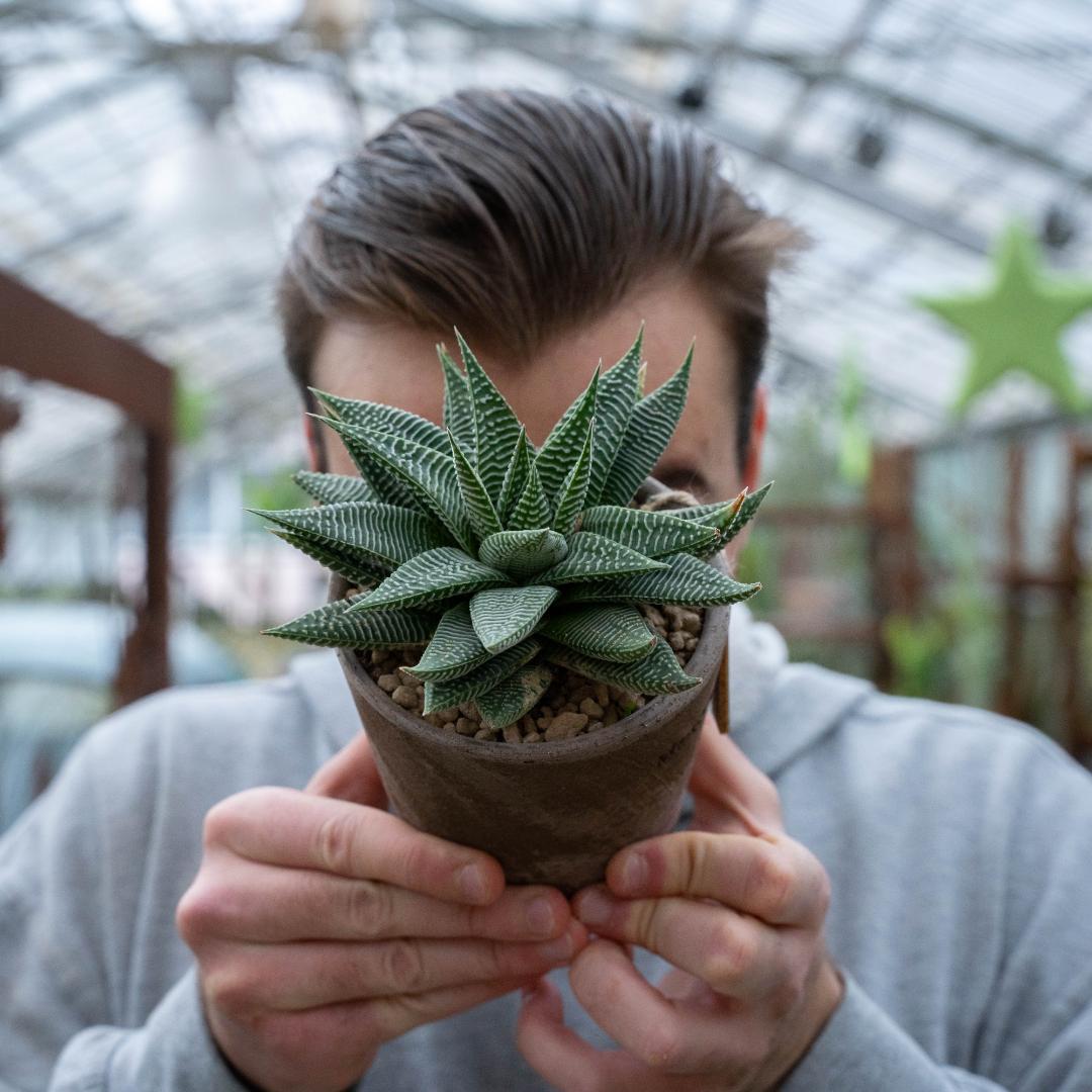 Haworthia limifolia 'Spider white' - Linea Manera