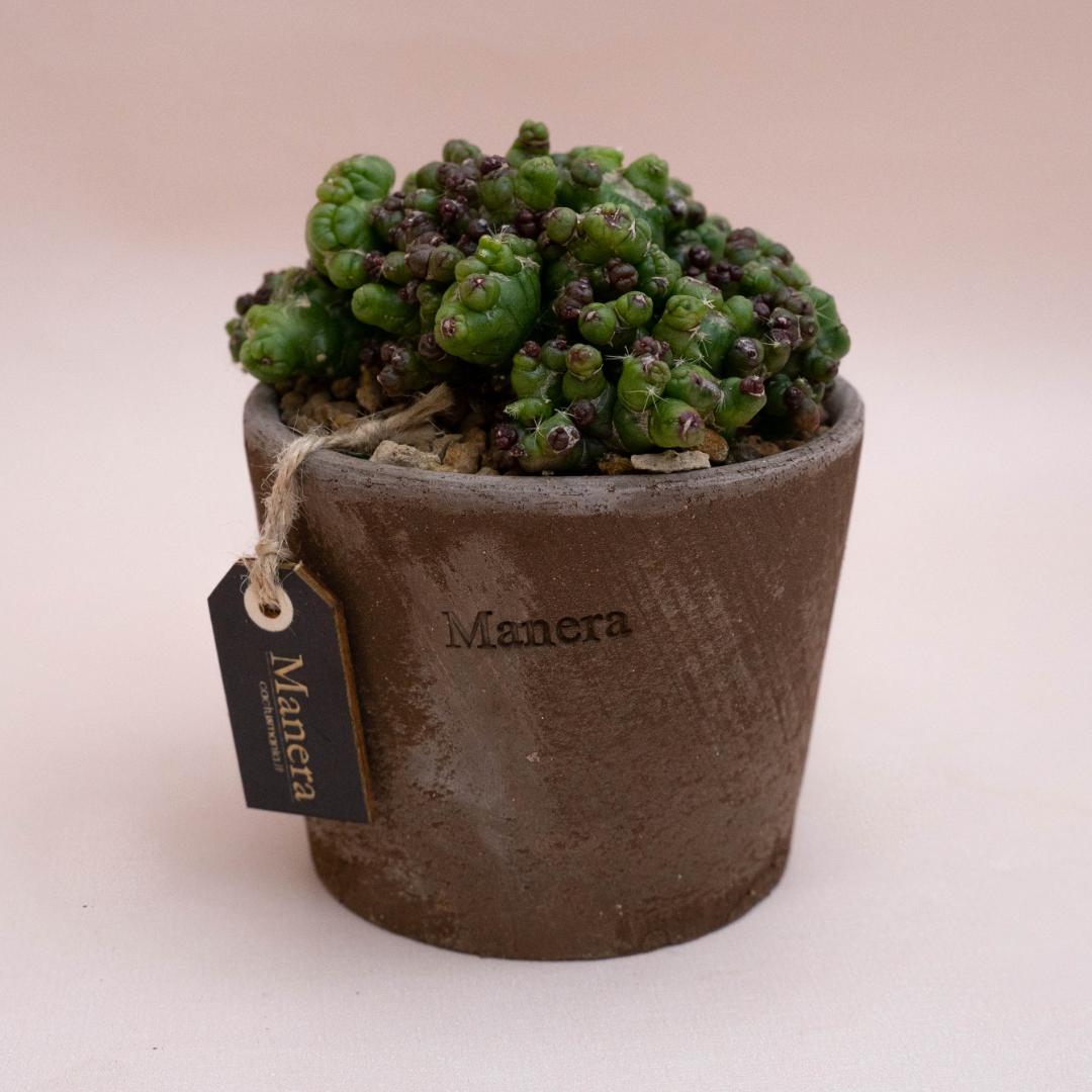 Mammillaria bocasana Fred mostruosa - Linea Manera