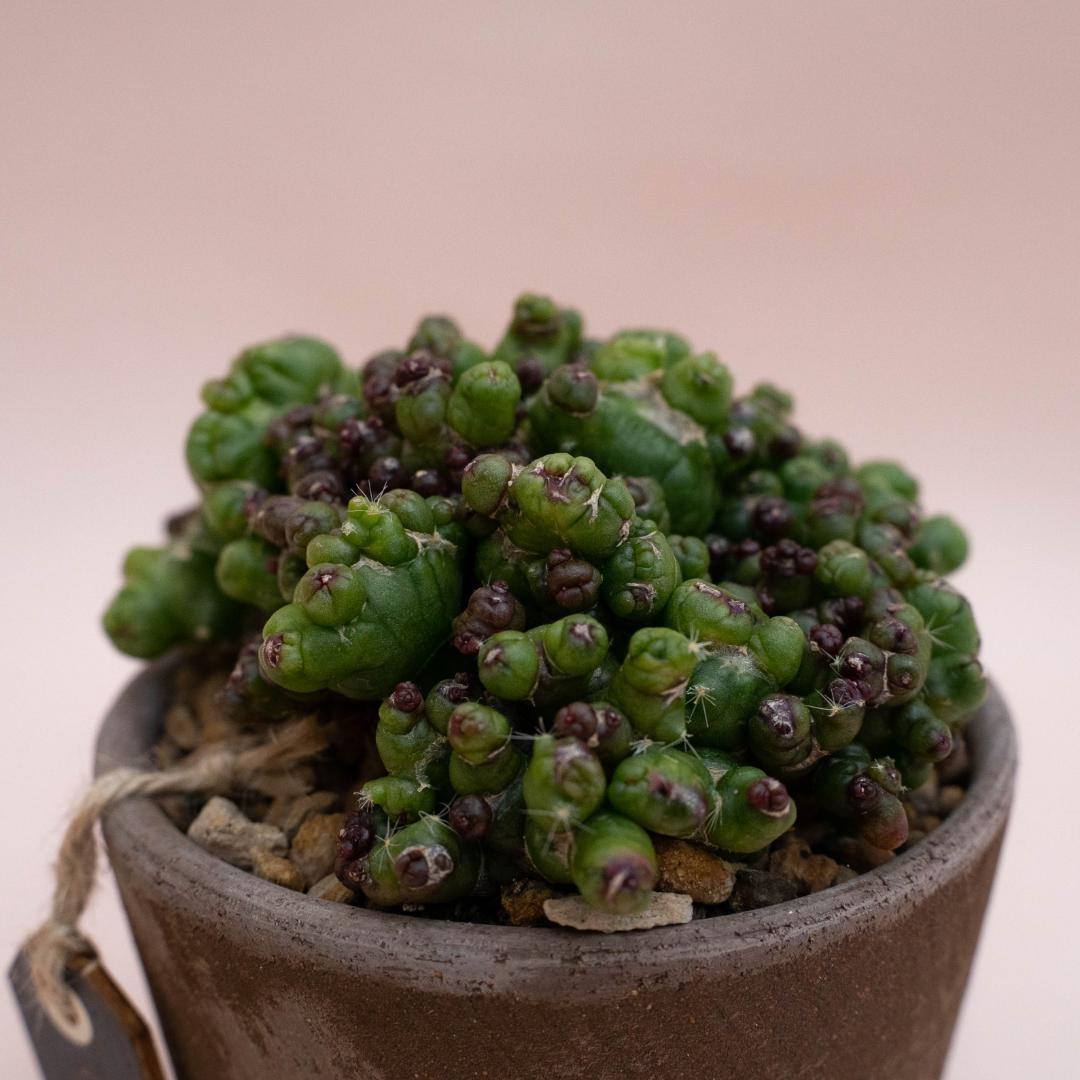 Mammillaria bocasana Fred mostruosa - Linea Manera