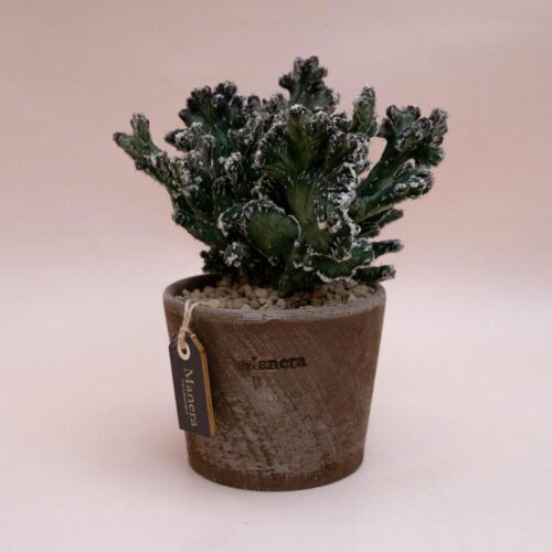 Monvillea spegazzinii - Linea Manera