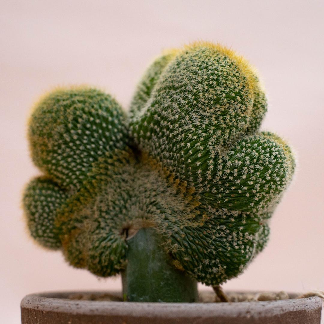Notocactus leninghausii crestato innestato - Linea Manera