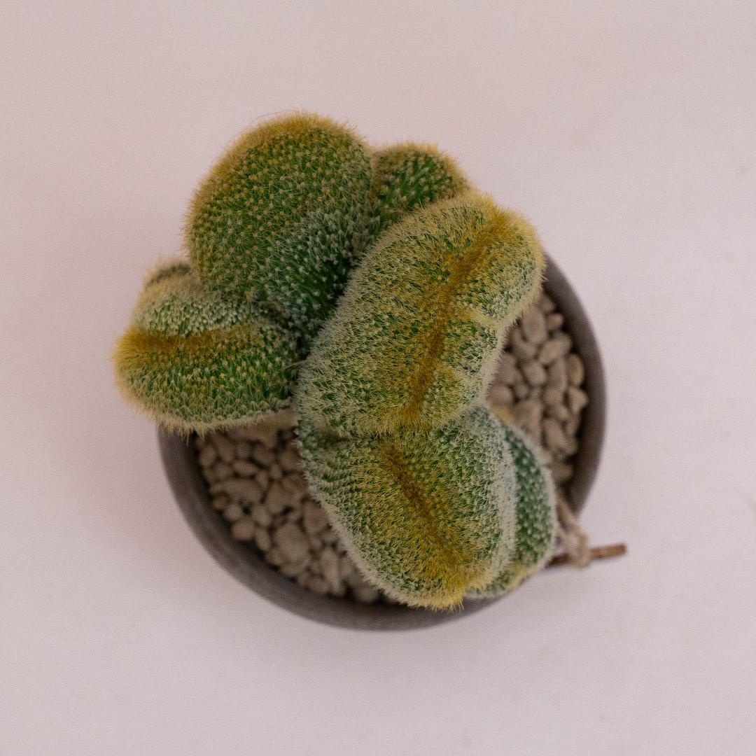 Notocactus leninghausii crestato innestato - Linea Manera