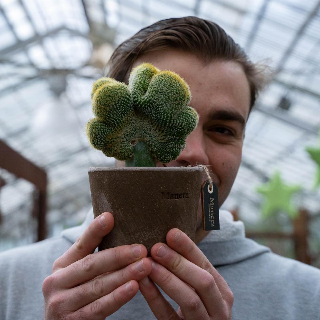 Notocactus leninghausii crestato innestato - Linea Manera