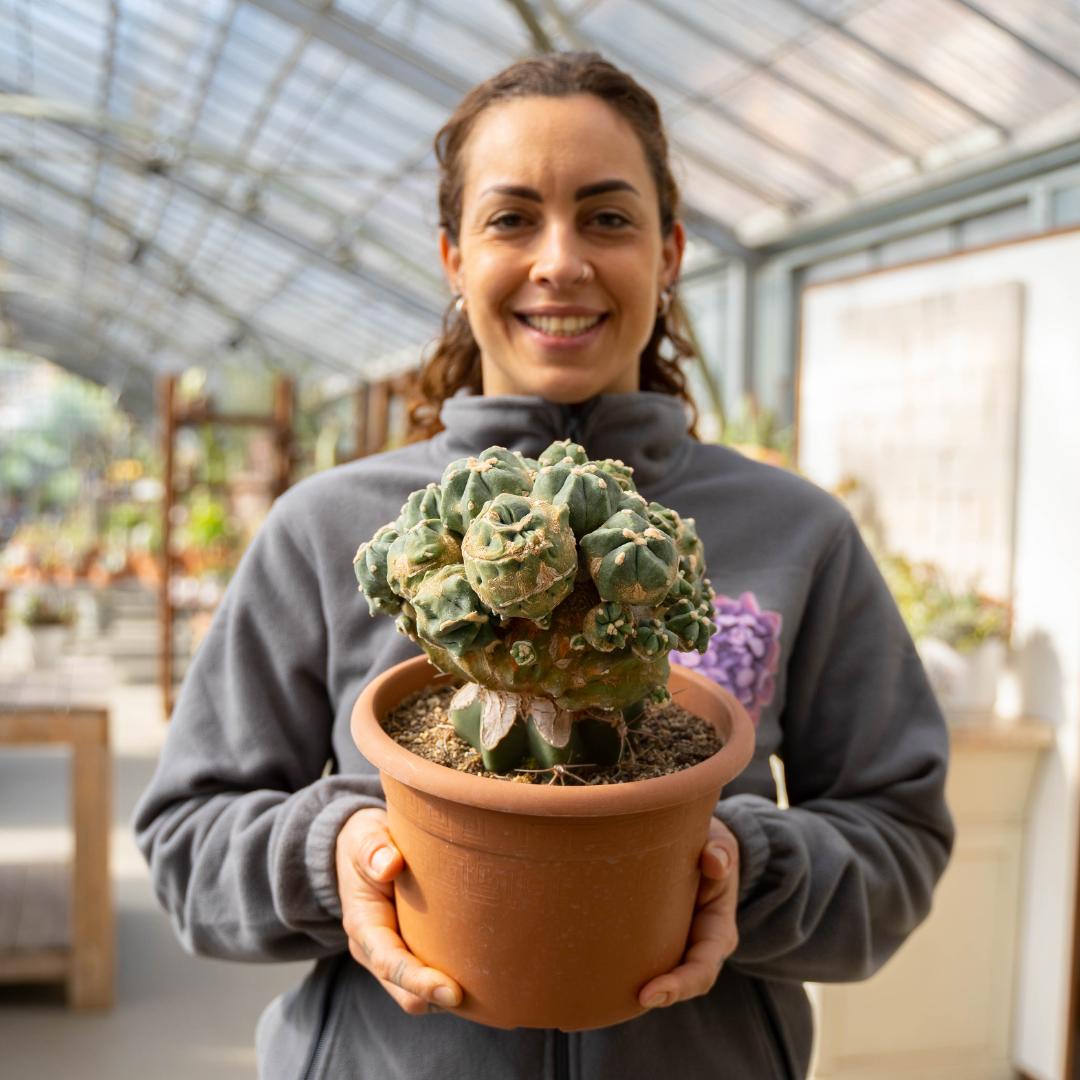 Ferocactus glaucescens nudum mostruosum Ø 20 cm