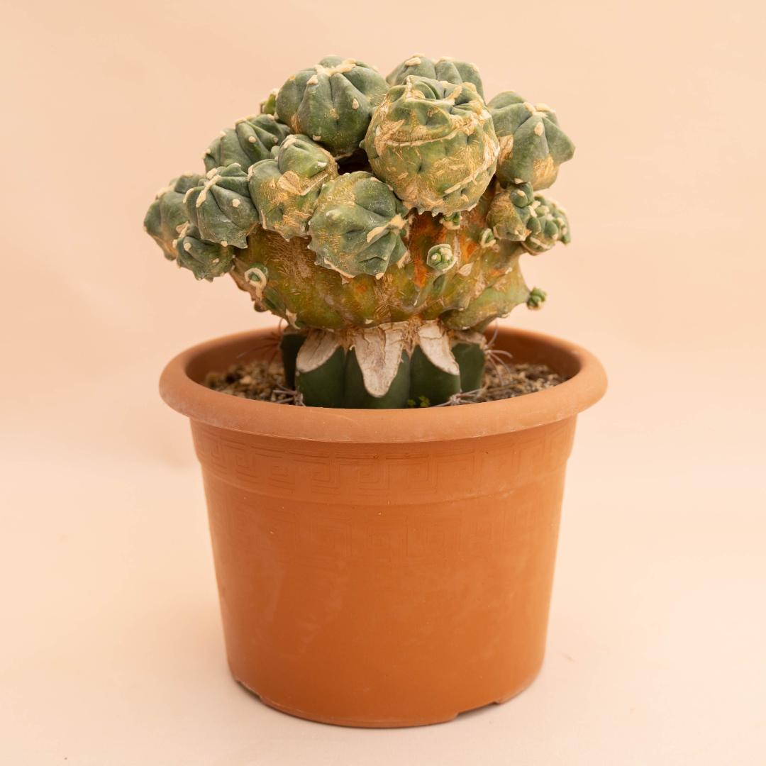 Ferocactus glaucescens nudum mostruosum Ø 20 cm