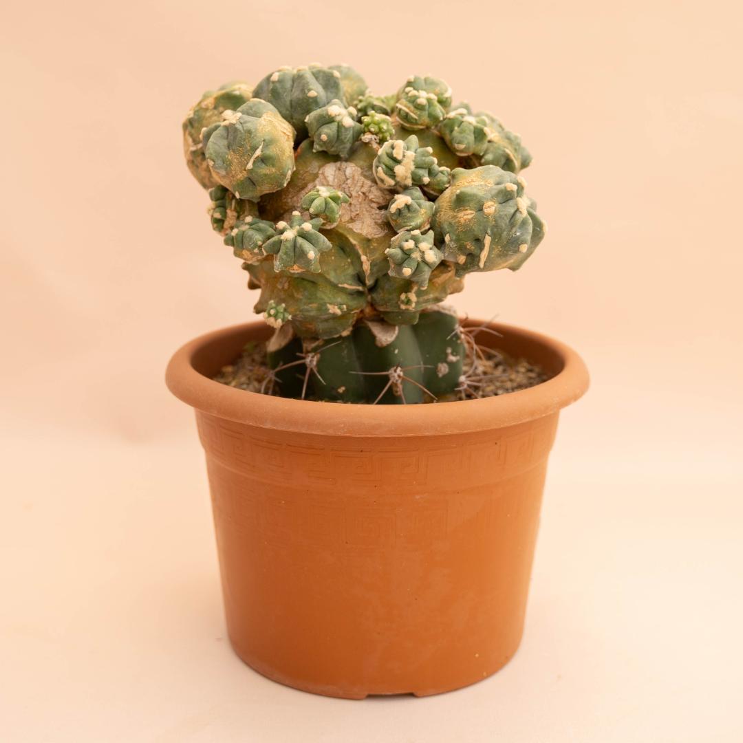 Ferocactus glaucescens nudum mostruosum Ø 20 cm
