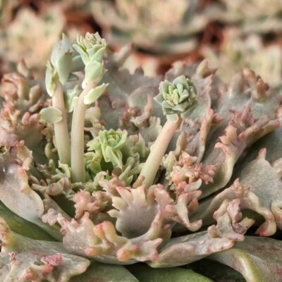 Graptoveria 'Starfire' Ø 14 cm