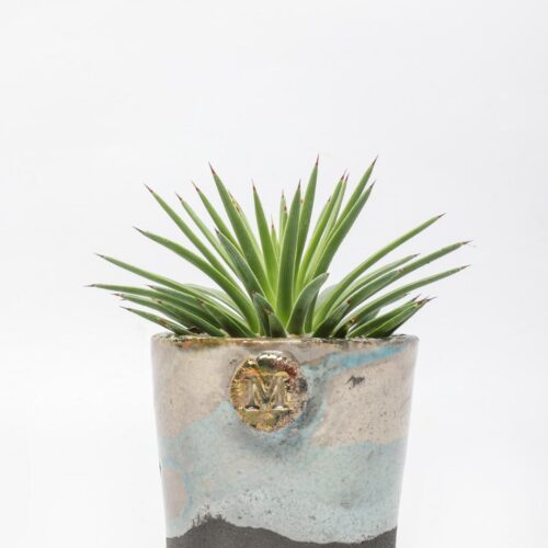 Agave stricta nana ManeRaku 385