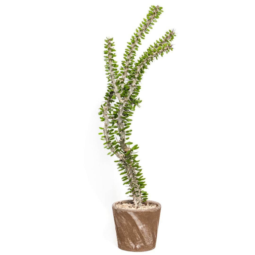 Alluaudia procera Ø 16 cm