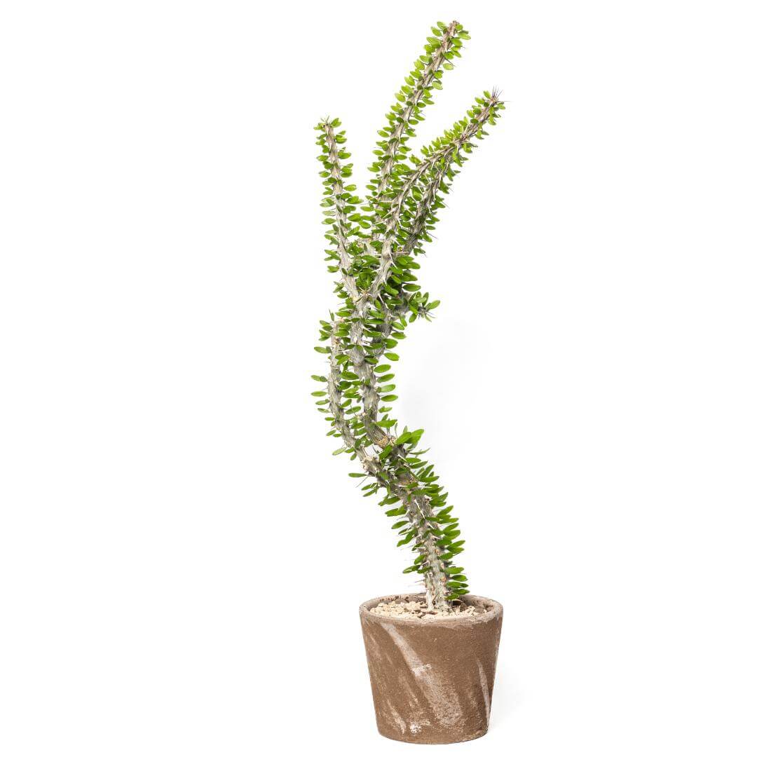 Alluaudia procera Ø 16 cm
