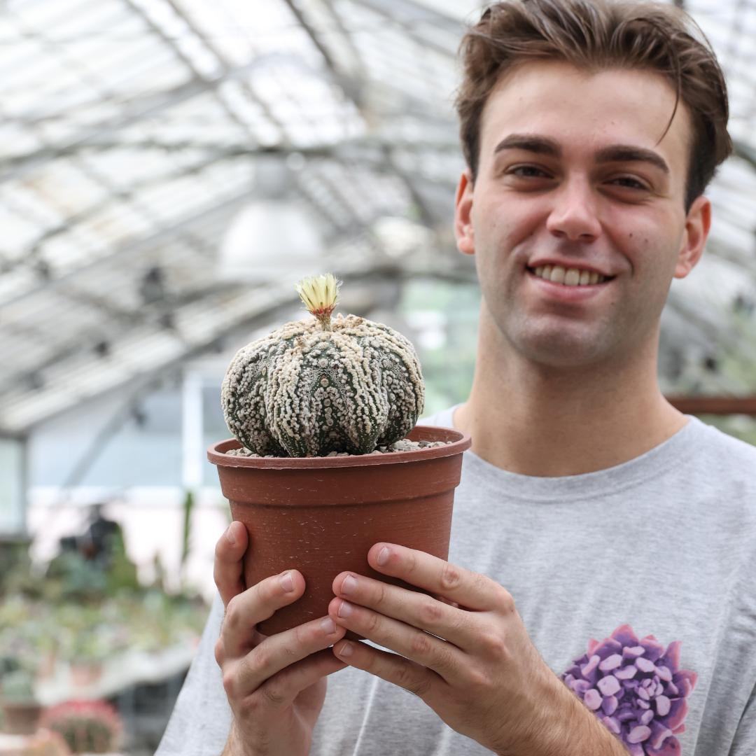 Astrophytum asterias hanazono star shape Ø 16 cm