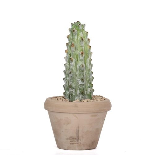 Stenocereus beneckei Ø 14