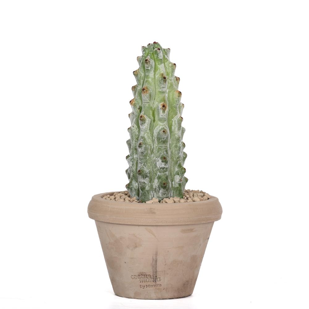 Stenocereus beneckei Ø 14