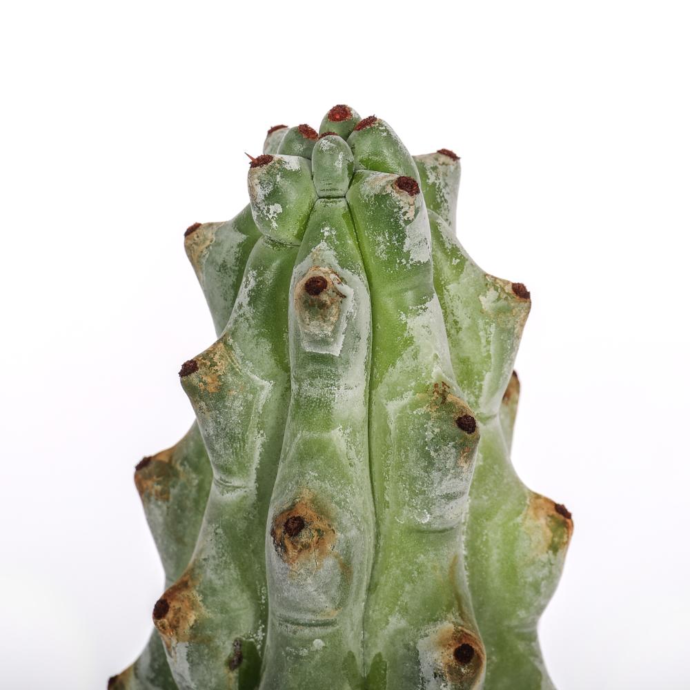 Stenocereus beneckei Ø 14