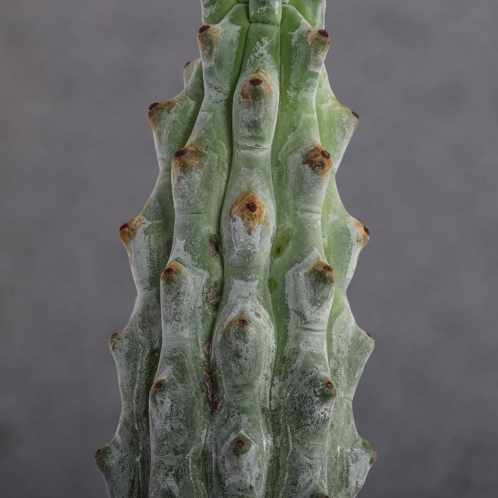 Stenocereus beneckei Ø 14
