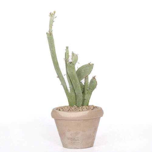 Senecio anteuphorbium f. crestata Ø 14