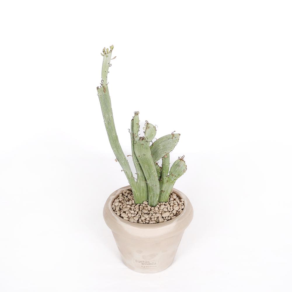 Senecio anteuphorbium f. crestata Ø 14