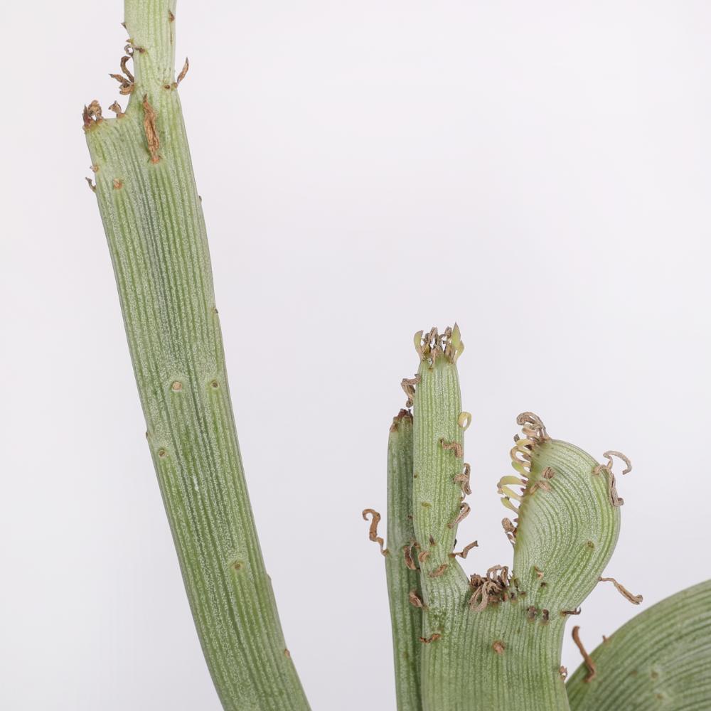 Senecio anteuphorbium f. crestata Ø 14