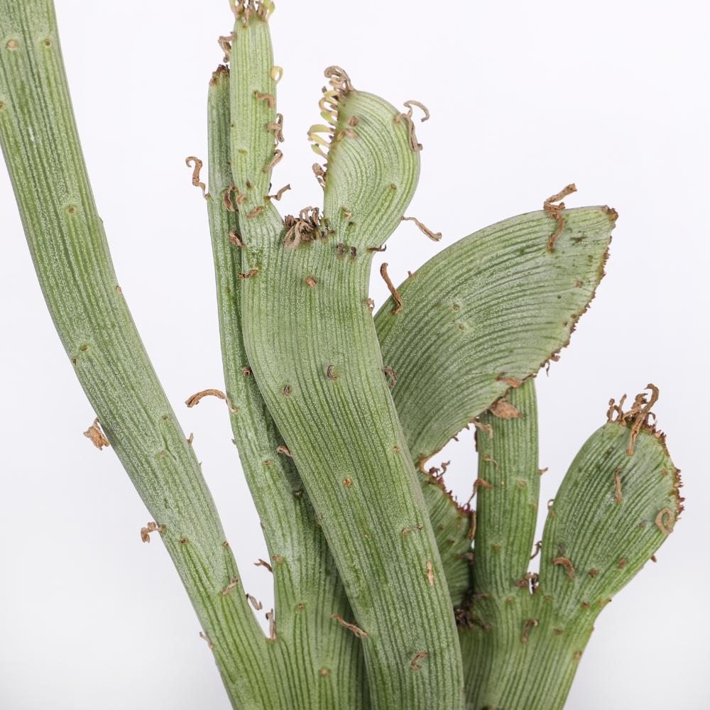 Senecio anteuphorbium f. crestata Ø 14