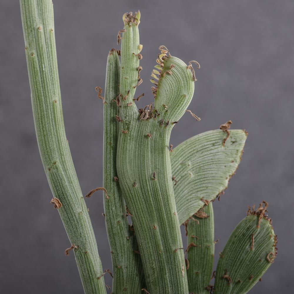 Senecio anteuphorbium f. crestata Ø 14