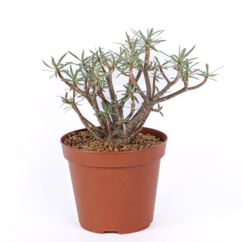 Euphorbia balsamifera Ø 14