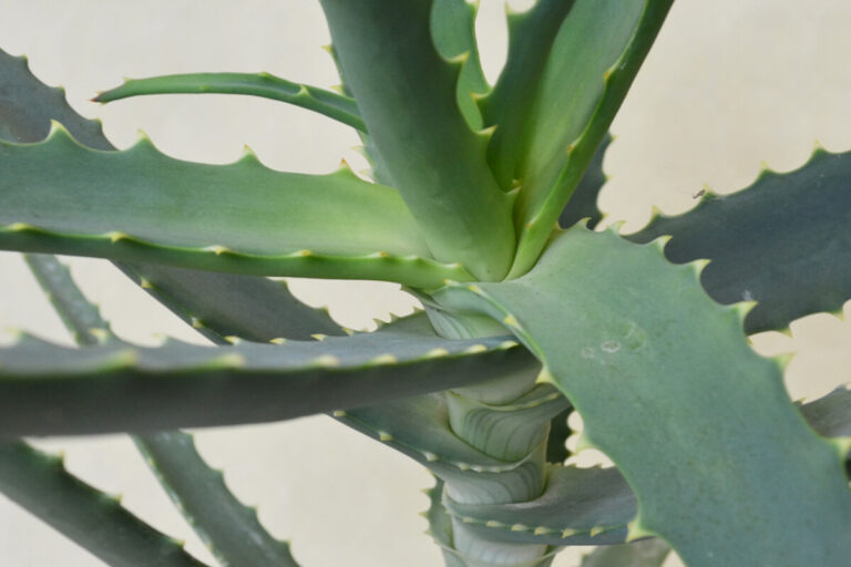 Aloe arborescens