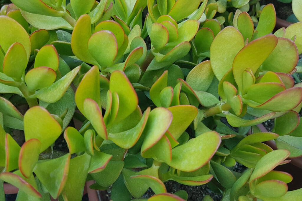 Crassula ovata