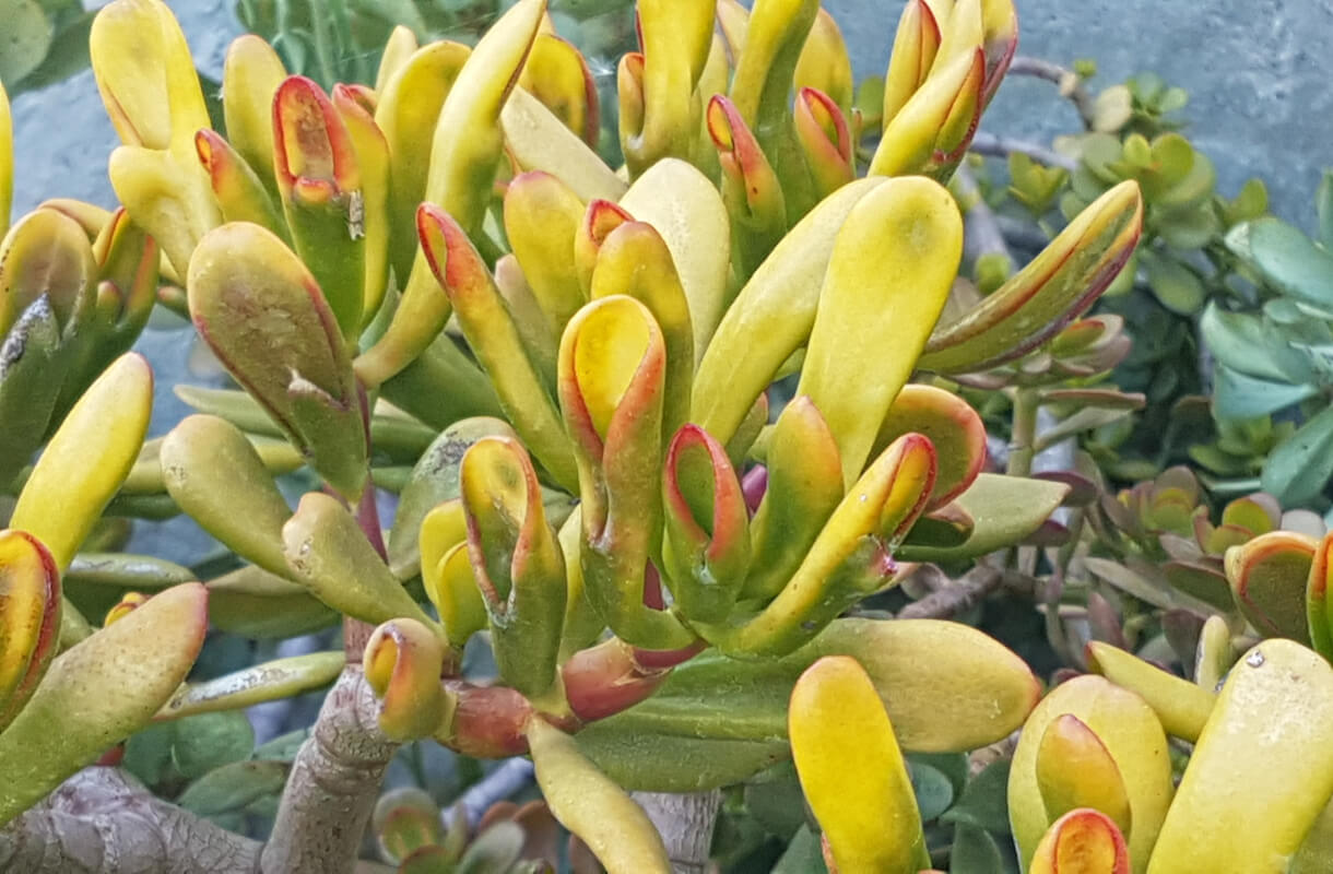 Crassula ovata hobbit tricolor