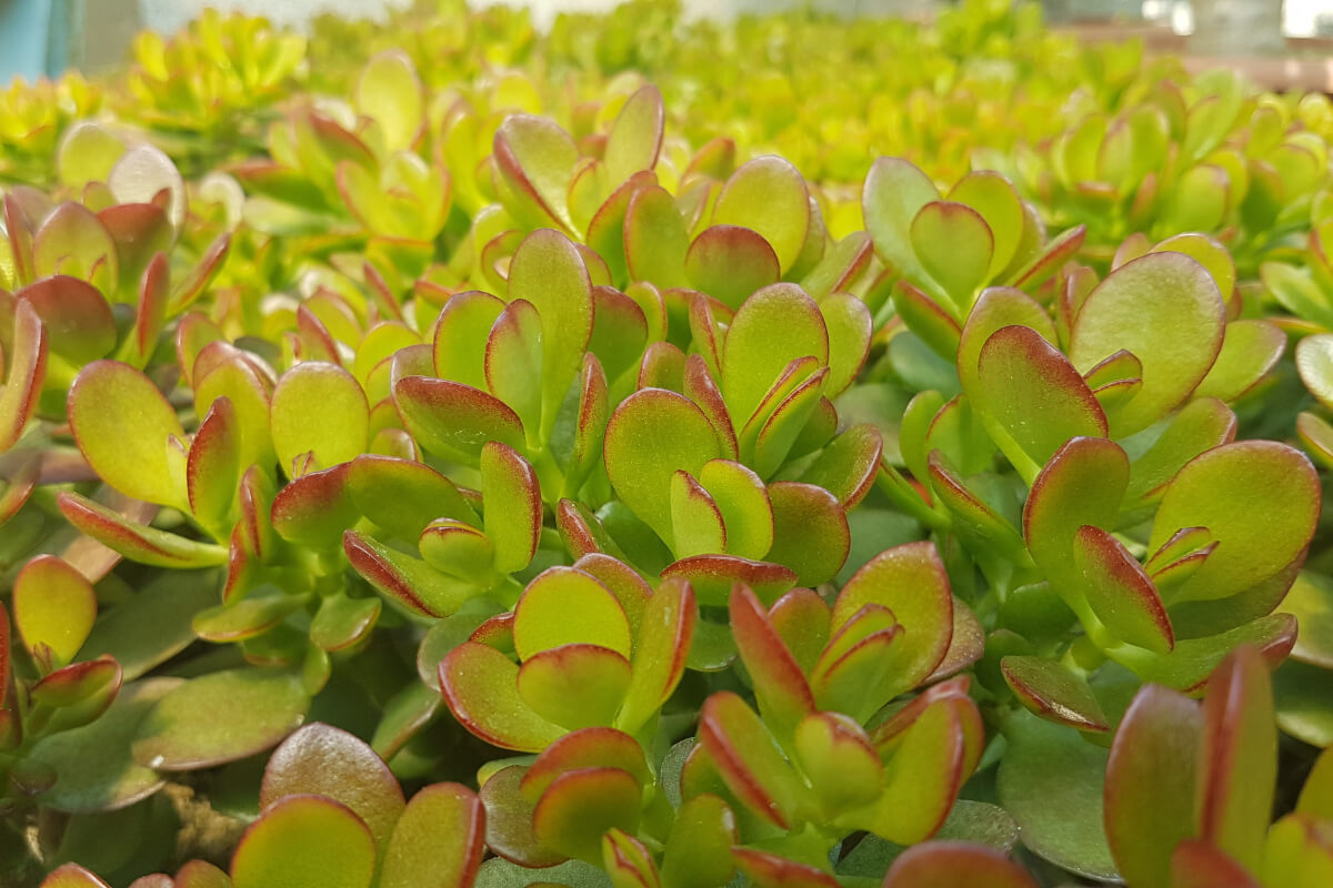 Crassula ovata minor