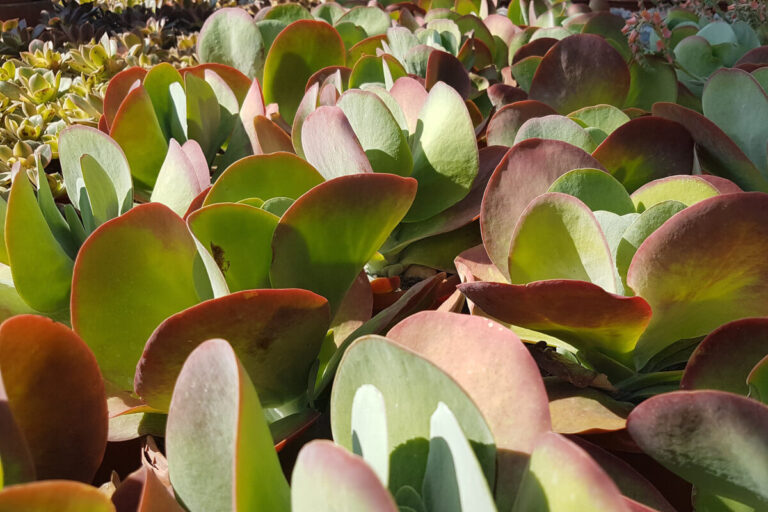 Kalanchoe thyrsiflora