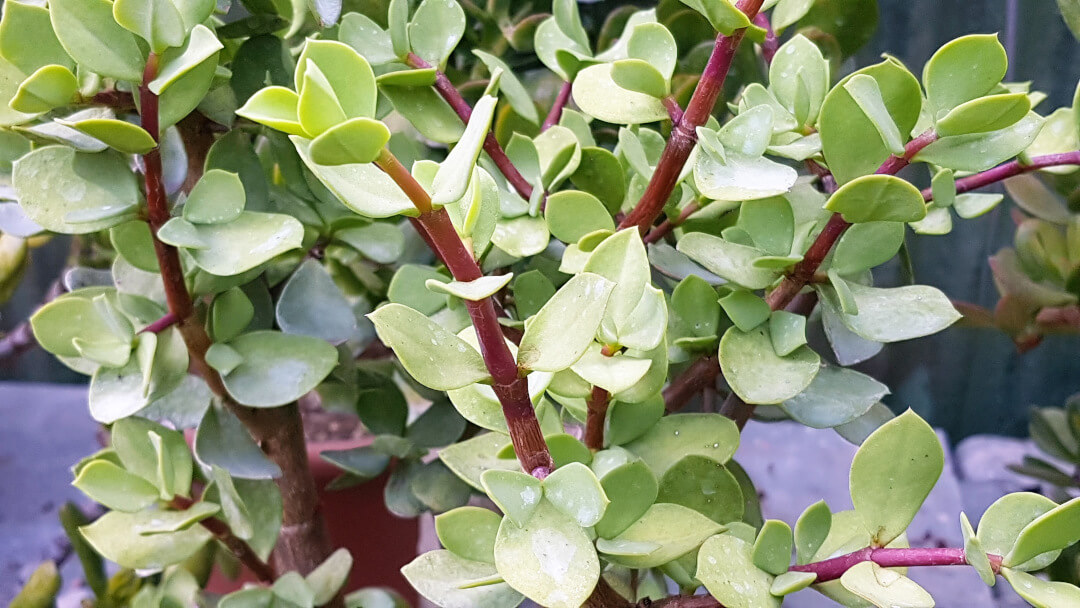 Portulacaria afra Big Leaf Portulacaria afra Big Leaf