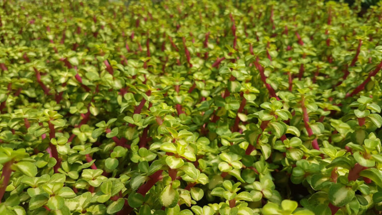 Portulacaria afra folis variegata