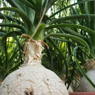 Beaucarnea recurvata