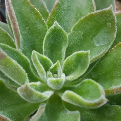 Echeveria setosa