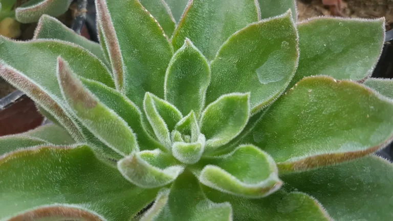 Echeveria setosa