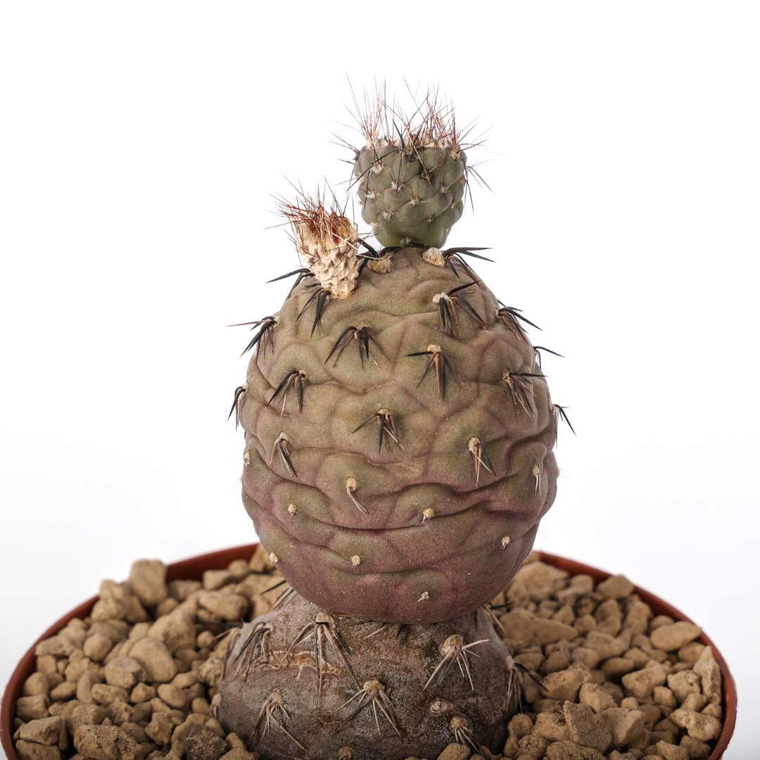 Tephrocactus geometricus 'Pink' 2 palle Ø 12 cm