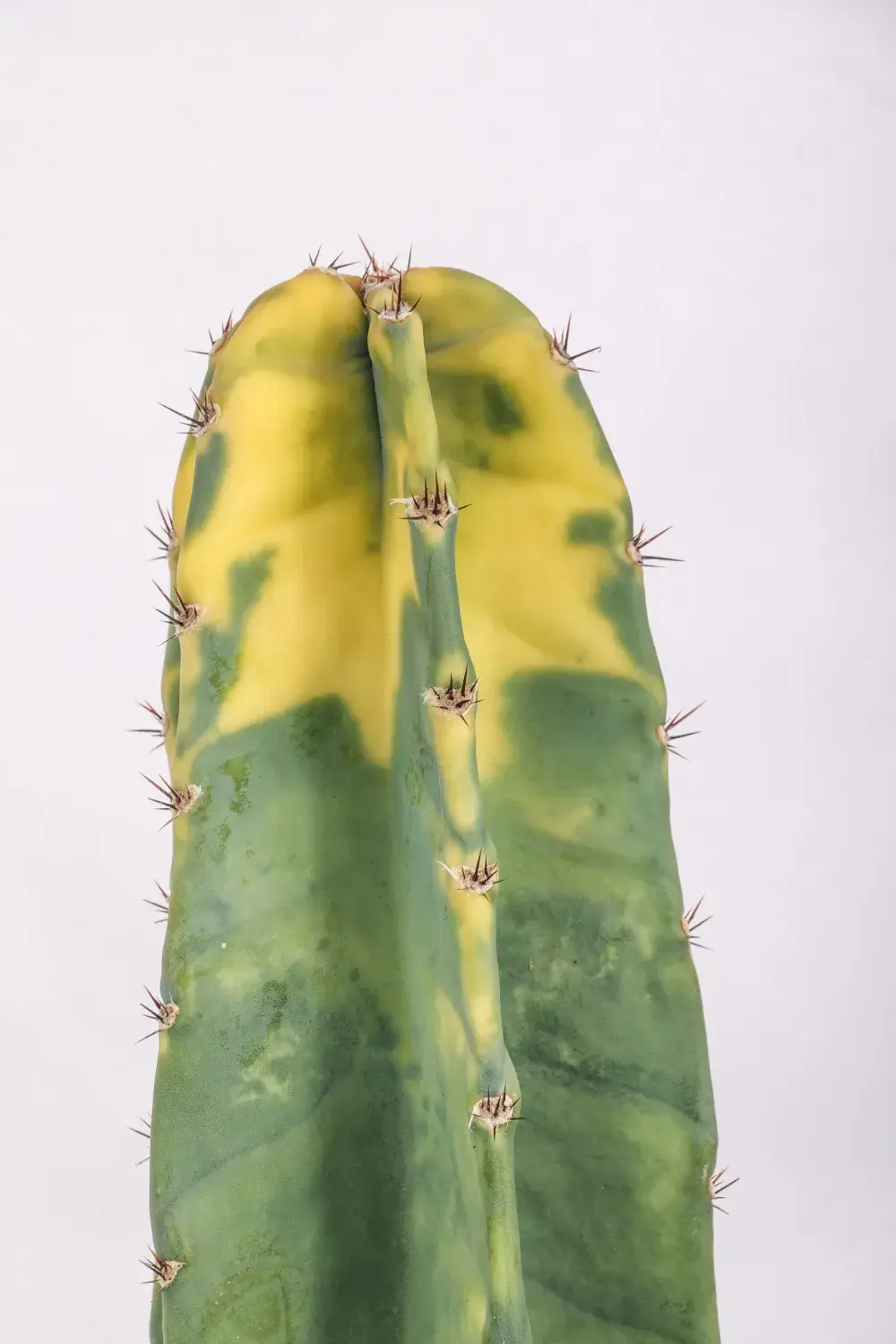 Cereus hildmannianus variegato “Bruno”