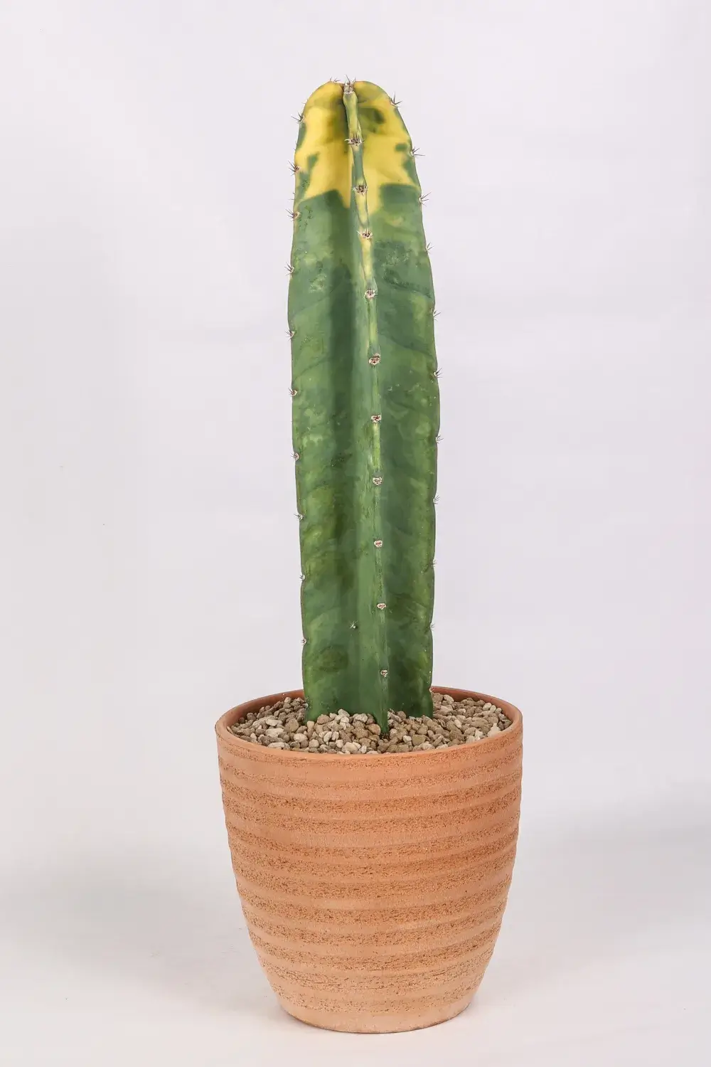 Cereus hildmannianus variegato “Bruno”