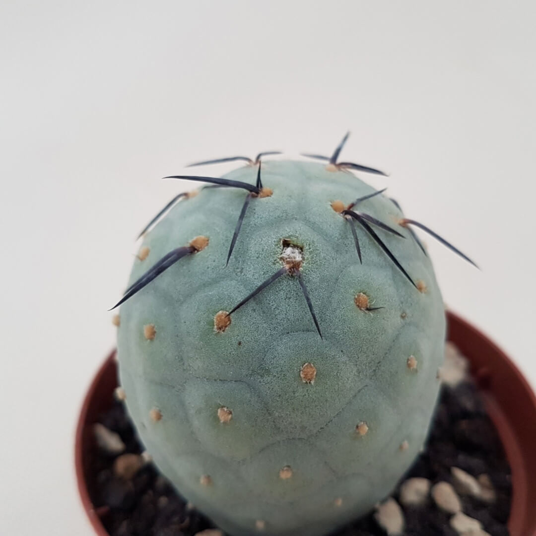 Tephrocactus geometricus