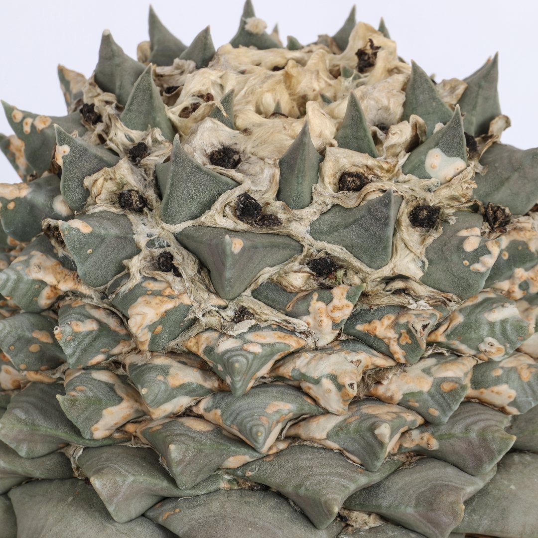 Ariocarpus retusus Ø 25 cm